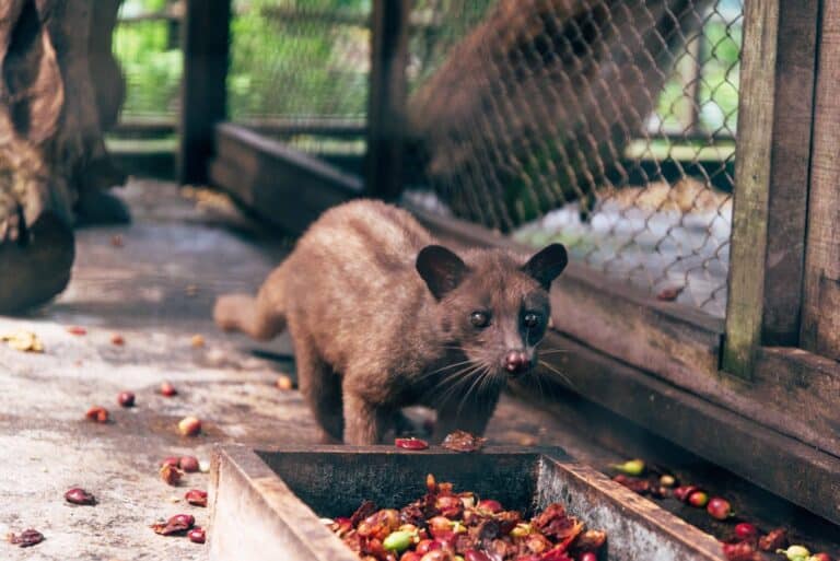 A civet is eating from a bowl of coffee beans.